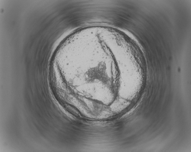 X0000066091333200604071747