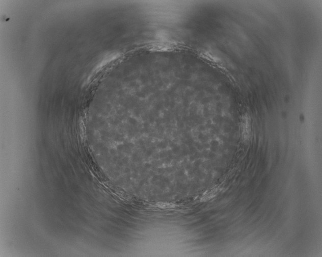 X0000066091446200604071745