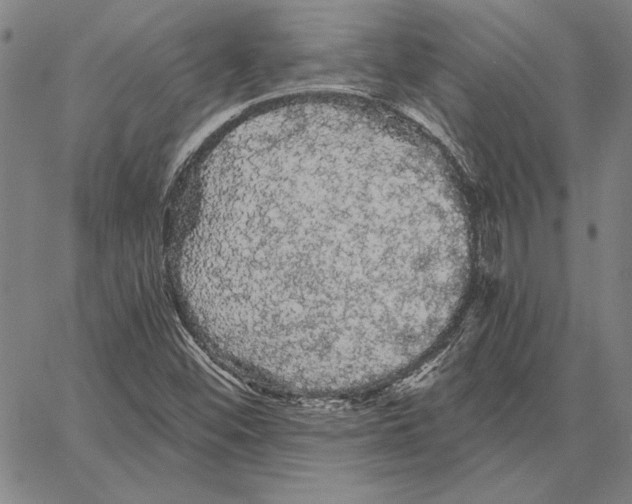 X0000066091452200604071745