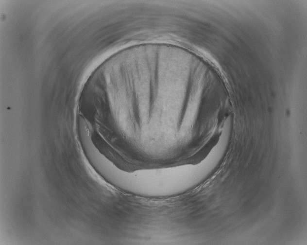 X0000066091528200604071744
