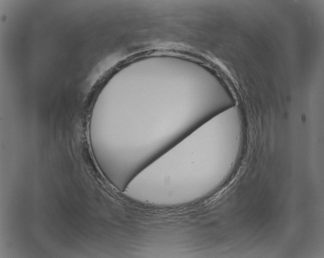 X0000066101263200603100929