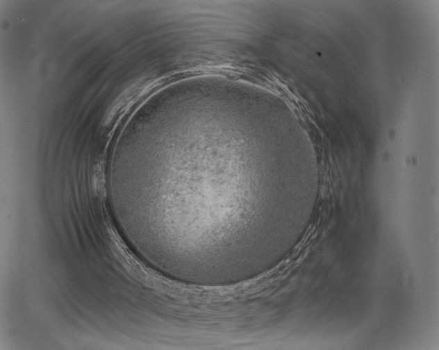 X0000066100002200603101153