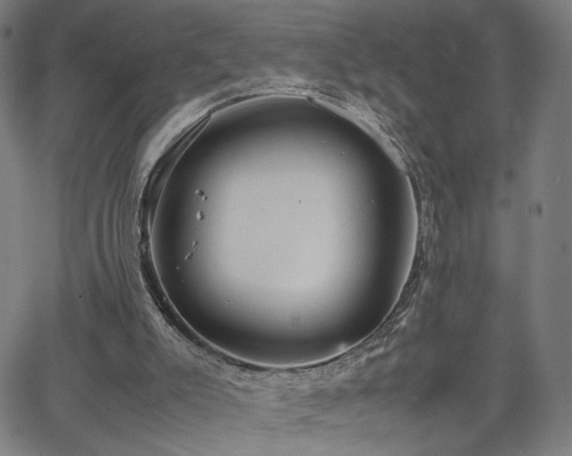 X0000066100007200603101153