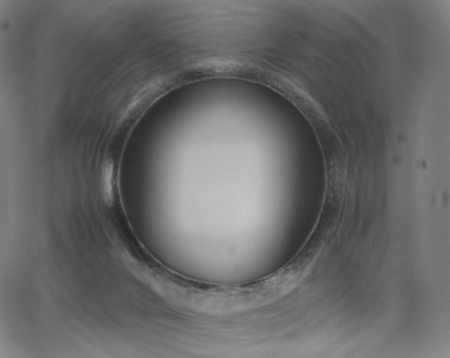 X0000066100024200603101152