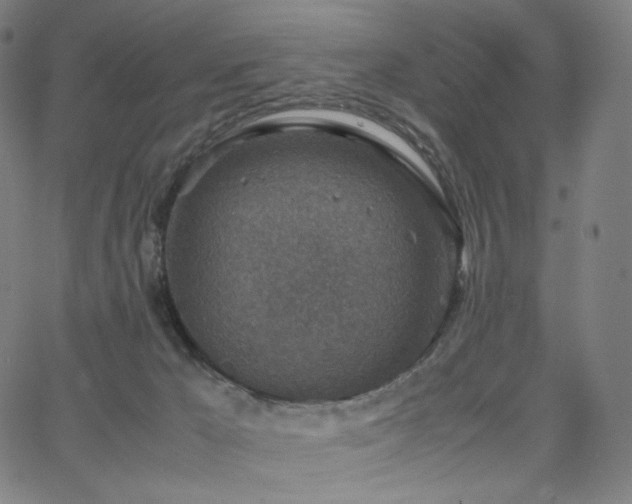 X0000066100029200603101152