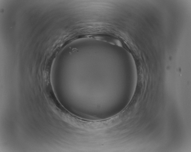 X0000066100031200603101152