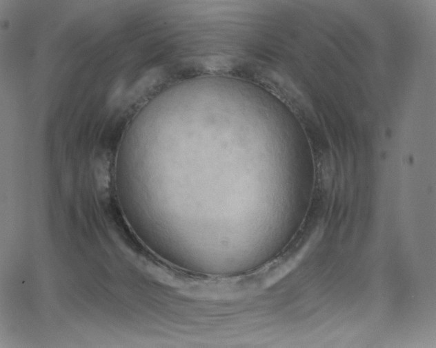 X0000066100032200603101152