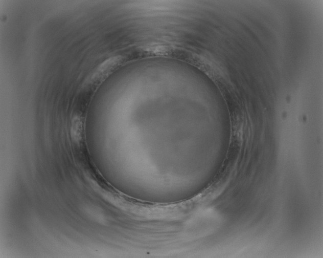 X0000066100036200603101152