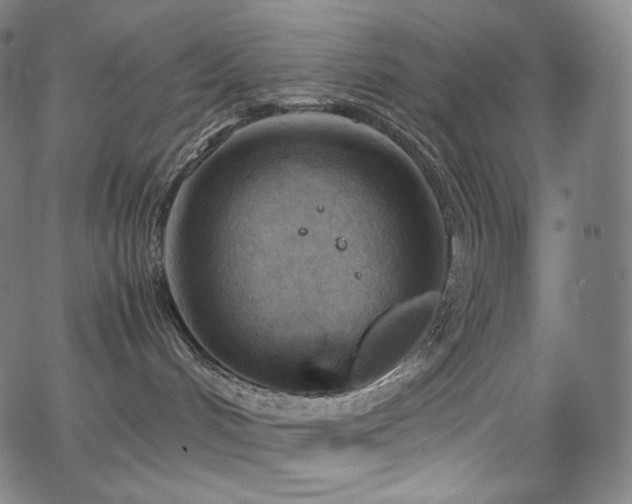 X0000066100048200603101152