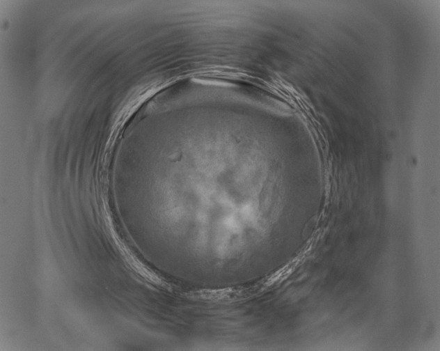 X0000066100049200603101151