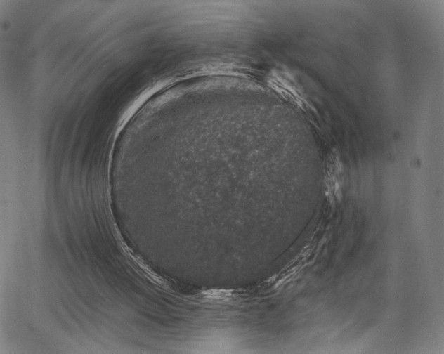 X0000066100052200603101151