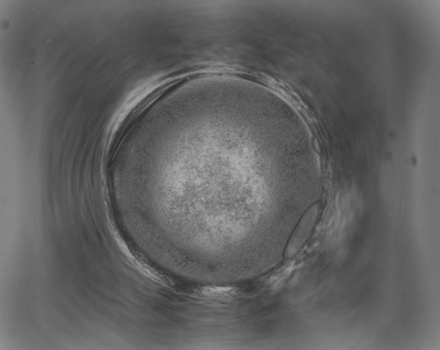 X0000066100055200603101151