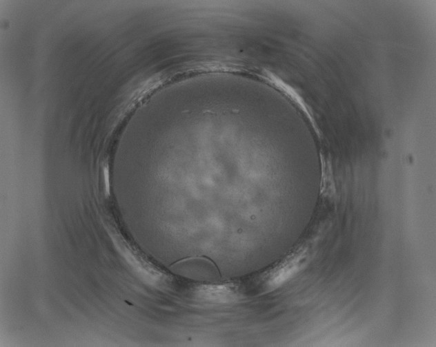 X0000066100061200603101151