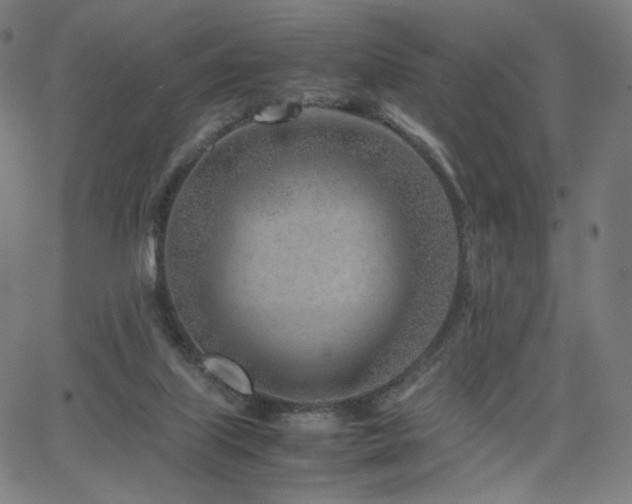 X0000066100067200603101151