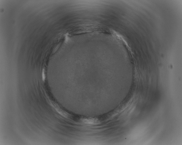 X0000066100069200603101151