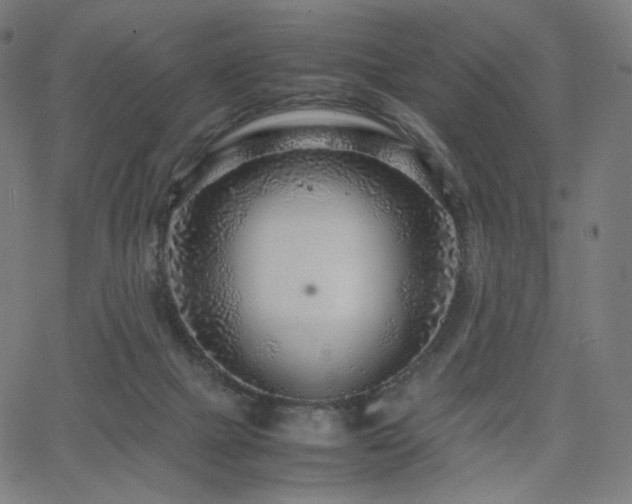 X0000066100073200603101151