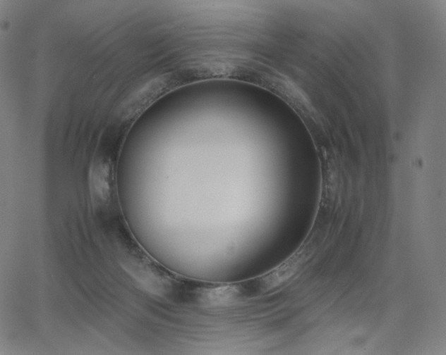 X0000066100122200603101151