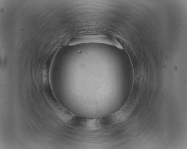 X0000066100130200603101151