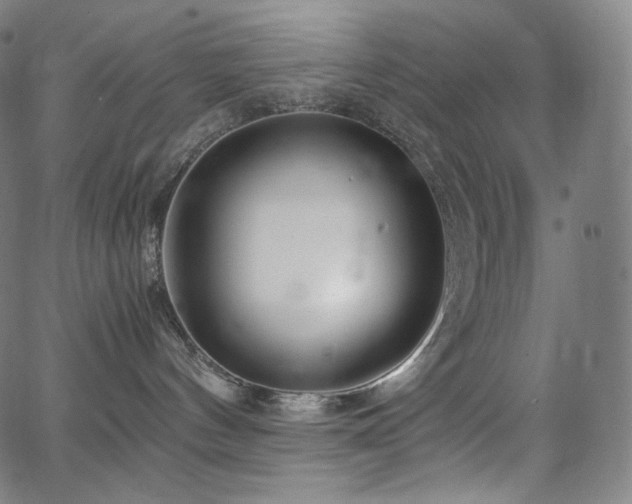 X0000066100144200603101150