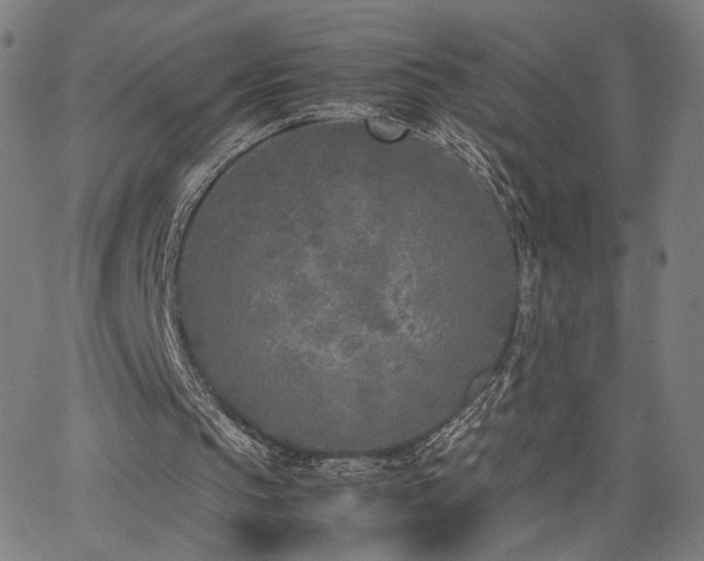 X0000066100145200603101150