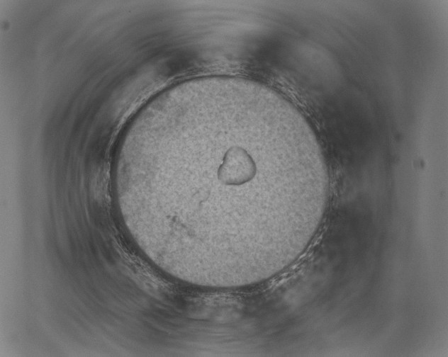 X0000066100146200603101150