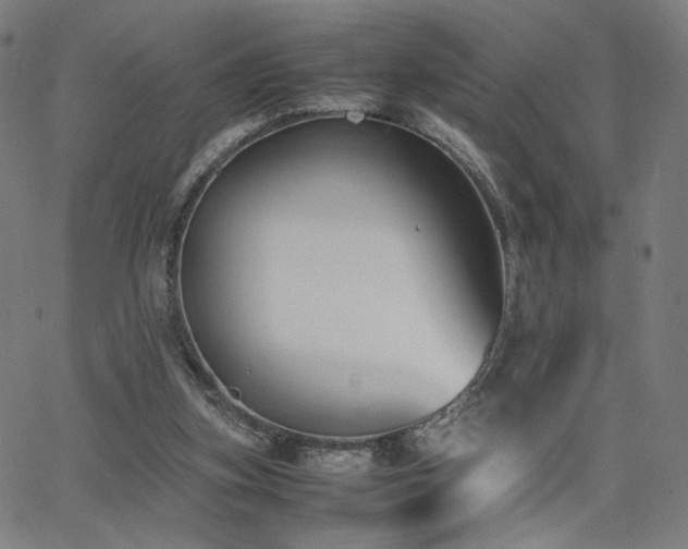 X0000066100155200603101150