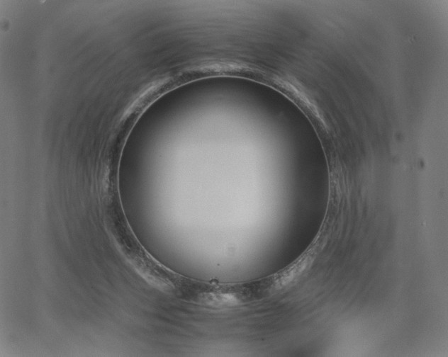 X0000066100159200603101150