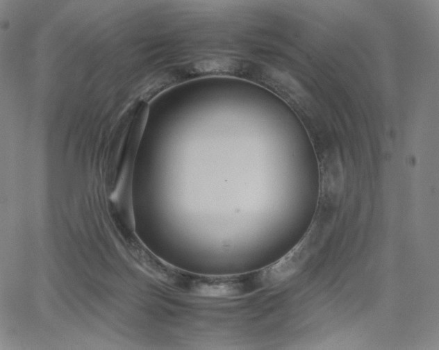 X0000066100171200603101150