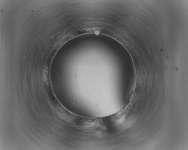 X0000066100175200603101150