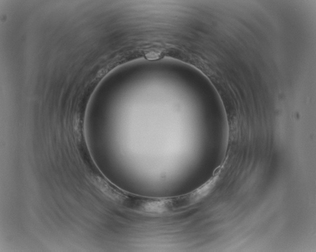 X0000066100178200603101150