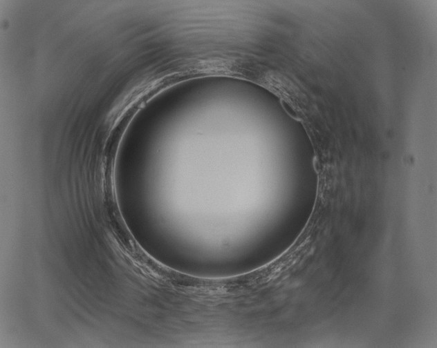 X0000066100194200603101150