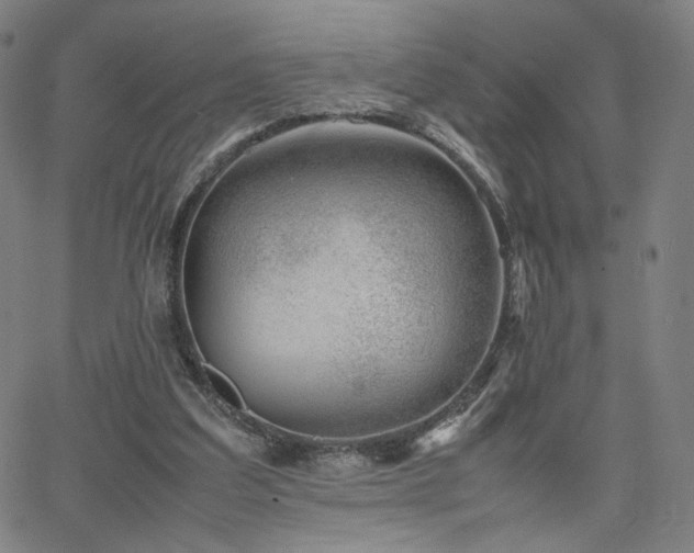 X0000066100203200603101149