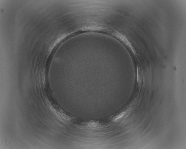 X0000066100204200603101149