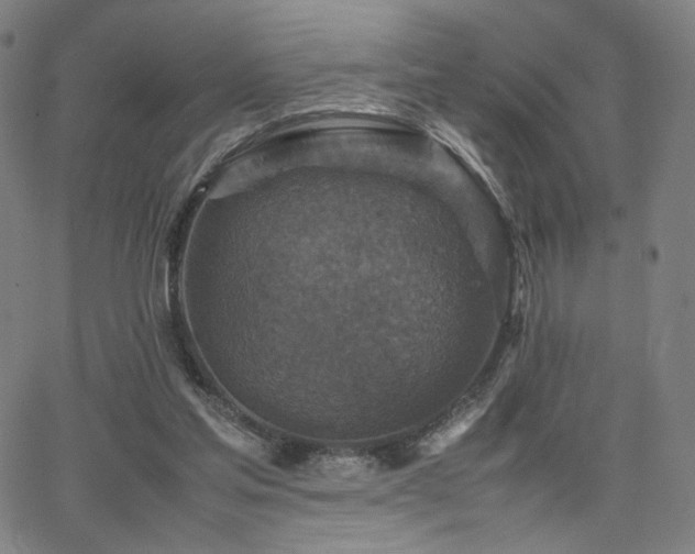 X0000066100205200603101149