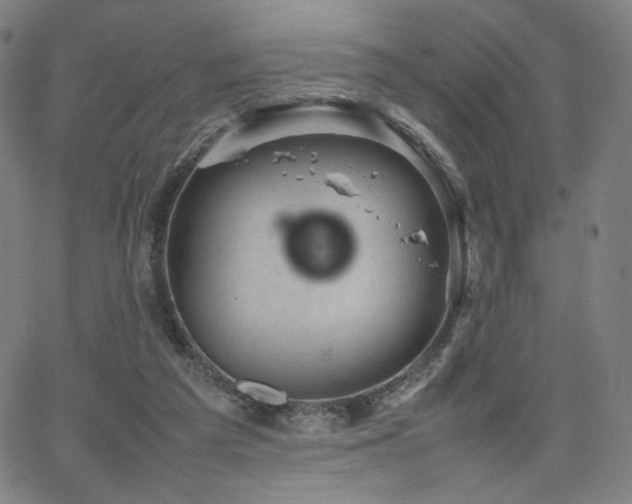 X0000066100209200603101149