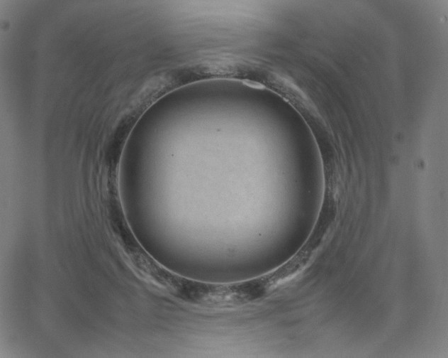 X0000066100213200603101149