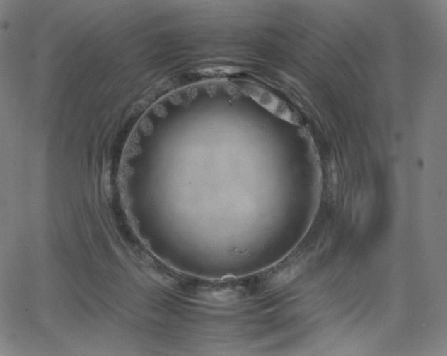 X0000066100267200603101148