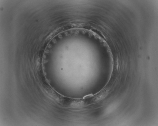 X0000066100271200603101148