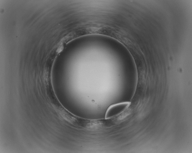 X0000066100274200603101149