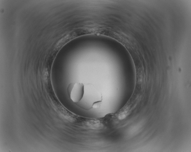 X0000066100279200603101149