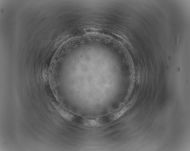 X0000066100285200603101149