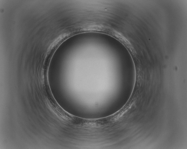 X0000066100298200603101148