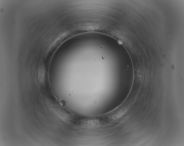 X0000066100304200603101148