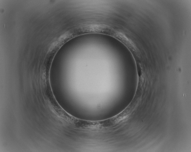 X0000066100306200603101148