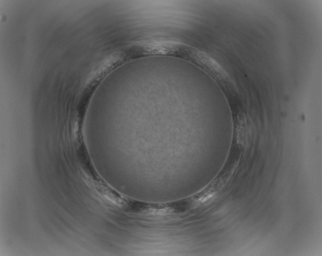 X0000066100314200603101148