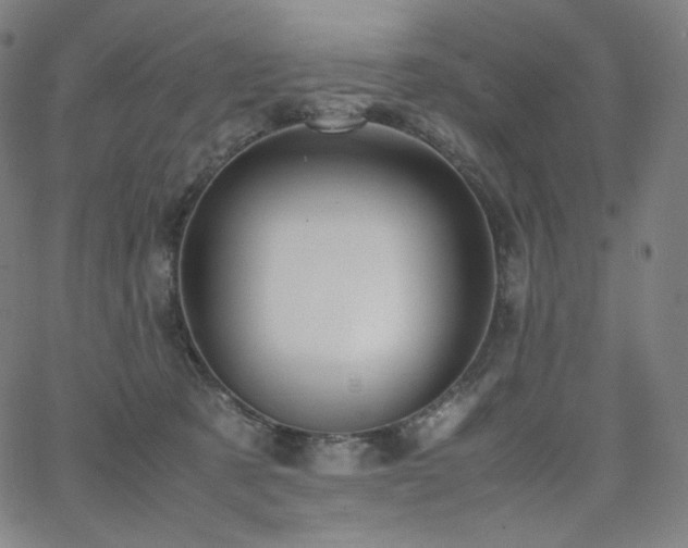 X0000066100321200603101147