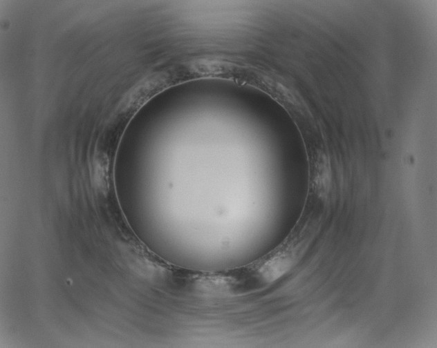 X0000066100332200603101147