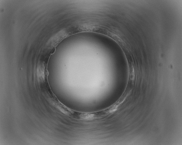 X0000066100334200603101147