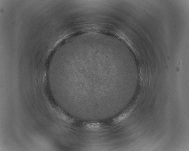 X0000066100355200603101147