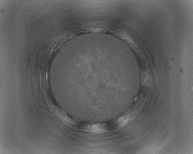 X0000066100365200603101147